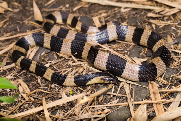 Serpente krait fasciato, Bungarus fasciatus, serpente altamente velenoso in natura