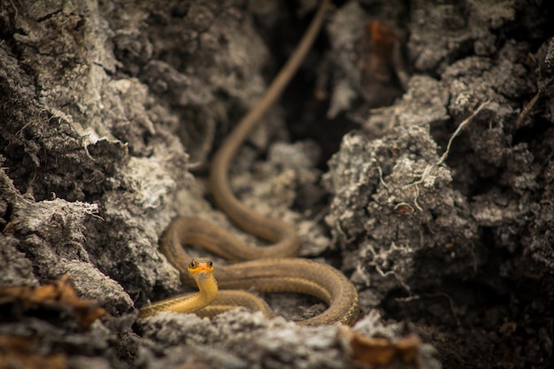 Serpente marrone in una fessura