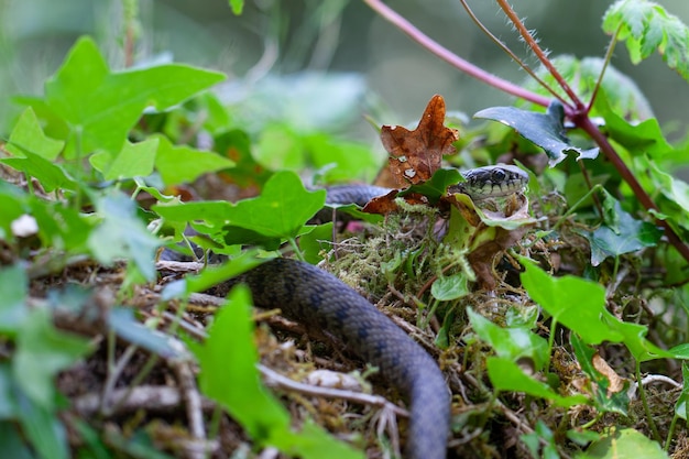 serpente mimetizzato nella foresta Biodiversità e conservazione delle specie