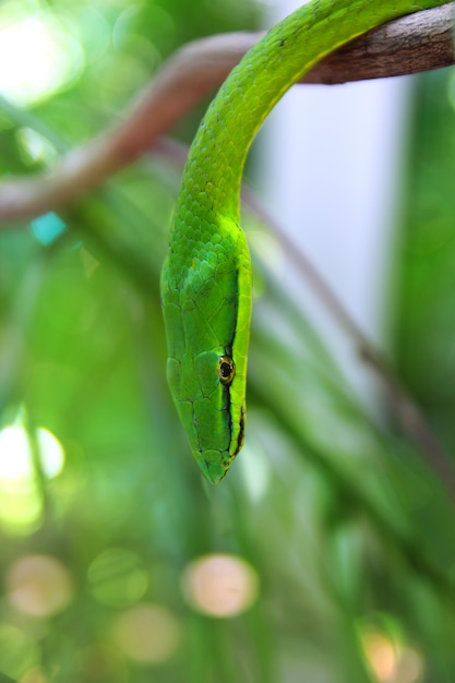 Serpente pappagallo verde Leptophis Ahaetulla