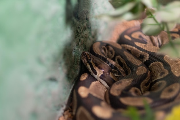 Serpente pitone Animale pericoloso wildlifexA