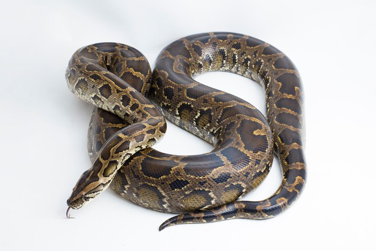Foto serpente pitone birmano python molurus bivittatus isolato su sfondo bianco