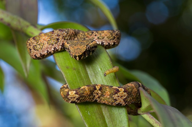 Serpente pitviper dal naso piatto Trimeresurus puniceus sul ramo dell'albero