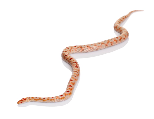 Serpente strisciante