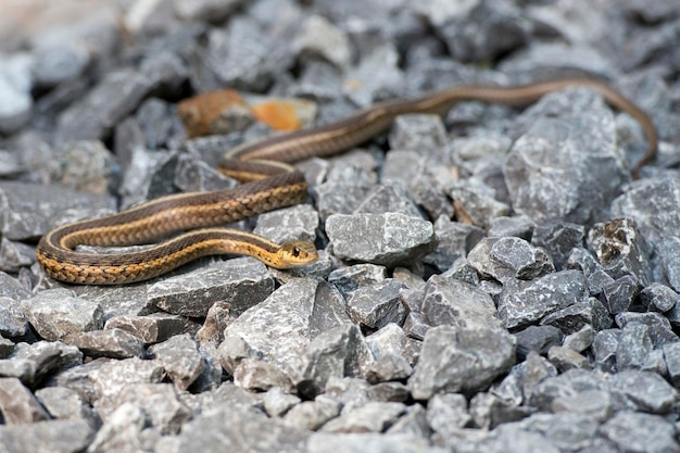 serpente sulle rocce che ti guarda