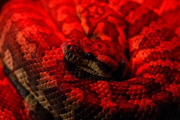 Serpente tappeto costiero pitone Morelia spilota mcdowelli