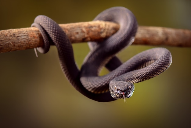 serpente velenoso di vipera nera o trimeresurus purpureomaculatus su ramoscelli nella foresta tropicale
