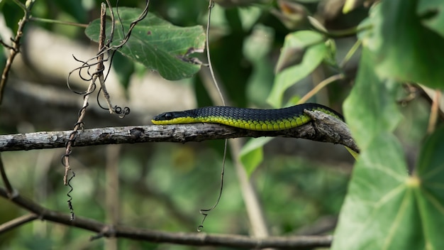 Serpente verde che si intrufola furtivamente su un ramo di albero