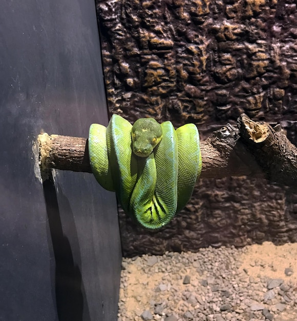 Serpente verde. Nella foto è un serpente verde rannicchiato su un ramo allo zoo.