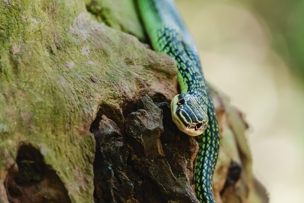 Serpente verde nella natura