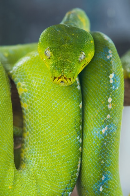 Serpente verde su un ramo