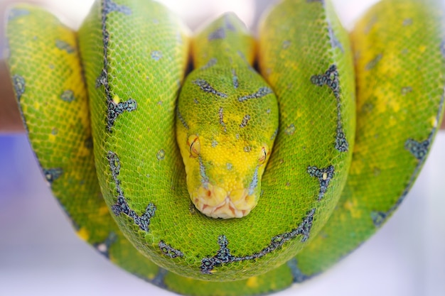 Serpente verde su un ramo