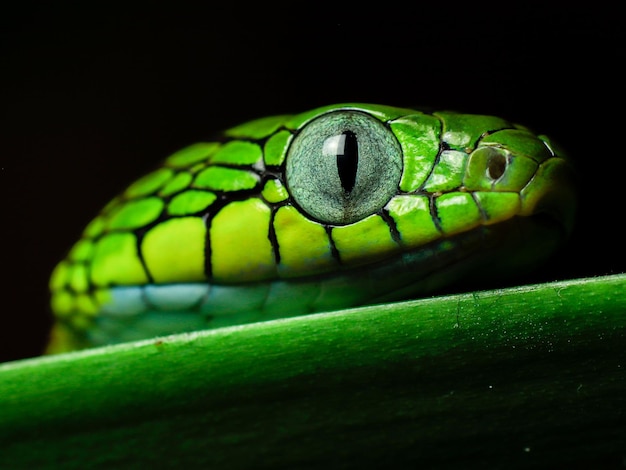 Serpente verde su una foglia sfondi e sfondi immagini