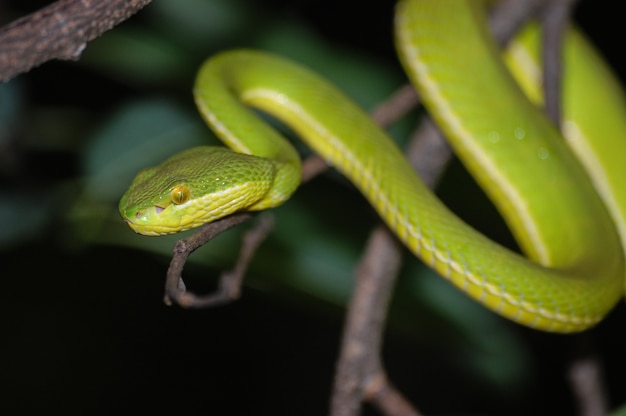 Serpente verde