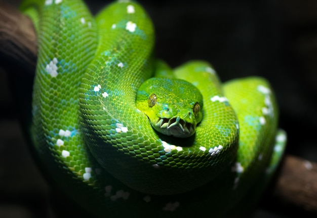 Serpente verde