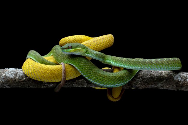 Serpente vipera a due colori sul ramo, serpente vipera indonesiano