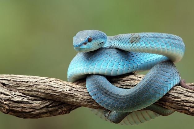 Serpente vipera blu su serpente vipera ramo