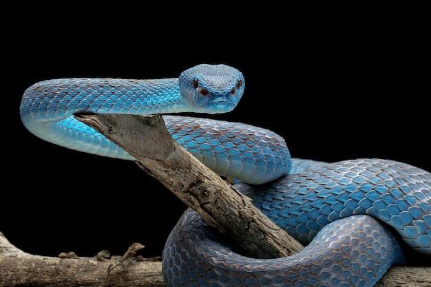 Serpente vipera blu sul ramo serpente vipera blu insularis