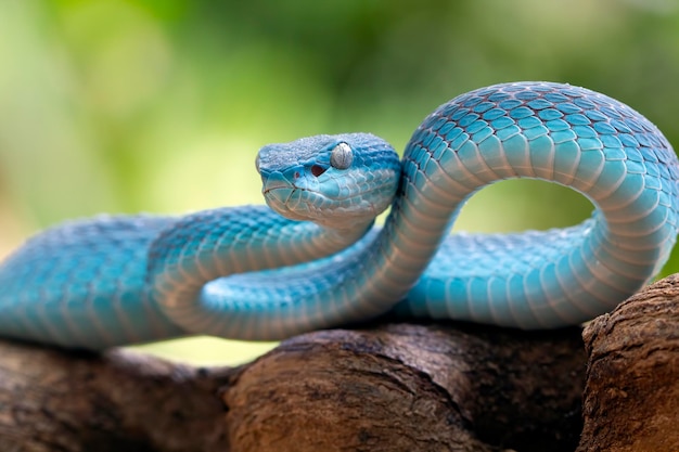 Serpente vipera blu sul ramo serpente vipera insularis blu