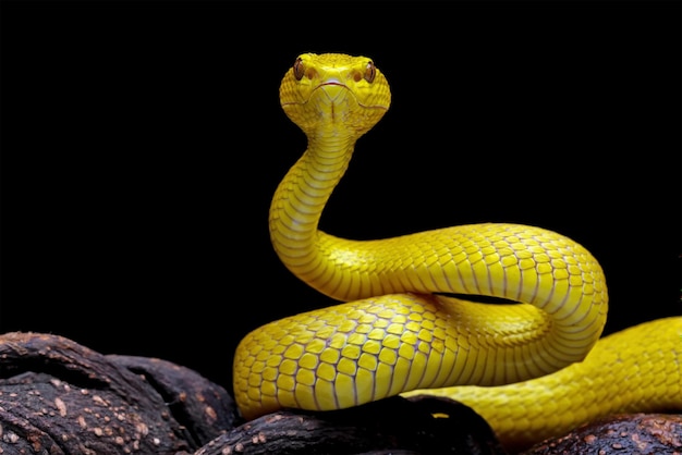 Serpente vipera giallo sul ramo, serpente velenoso molto alto isolato su sfondo nero