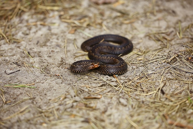 serpente vipera nella palude, rettile allo stato brado, animale pericoloso velenoso, fauna selvatica