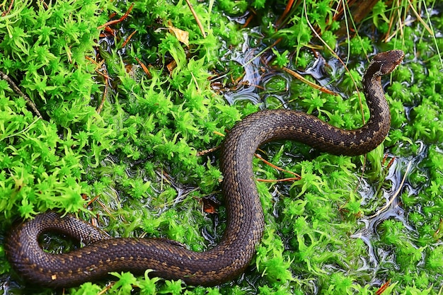 serpente vipera nella palude, rettile allo stato brado, animale pericoloso velenoso, fauna selvatica