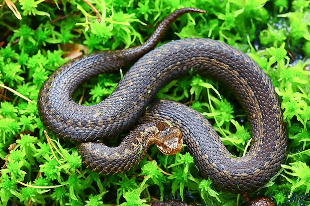 serpente vipera nella palude, rettile allo stato brado, animale pericoloso velenoso, fauna selvatica