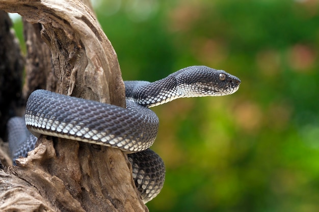 serpente vipera nera su un albero