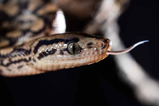 Serpente vipera nero su un albero.