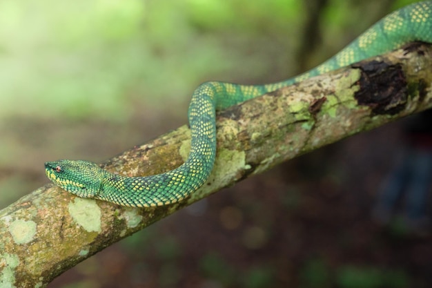 Serpente vipera verde giallo in primo piano