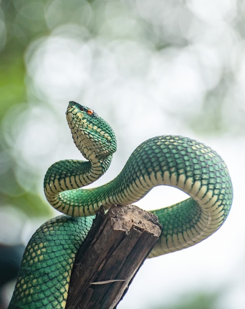 Serpente vipera verde giallo in primo piano