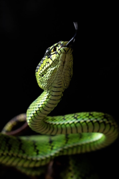 Serpente vipera verde in primo piano e dettaglio