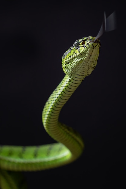 Serpente vipera verde in primo piano e dettaglio