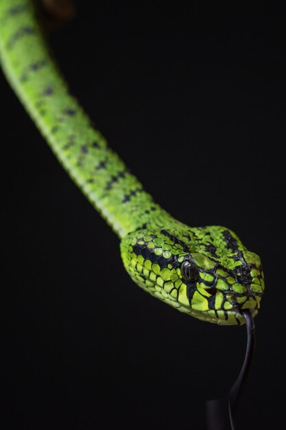 Serpente vipera verde in primo piano e dettaglio