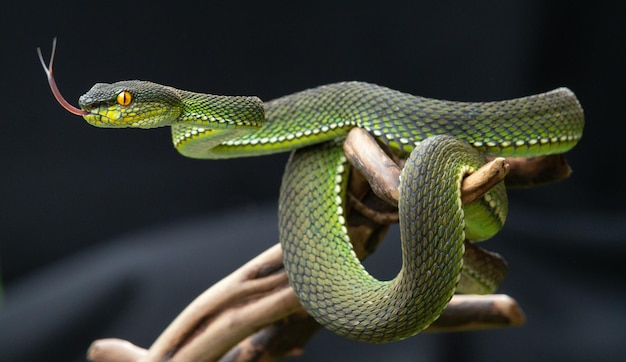Serpente vipera verde in primo piano e dettaglio
