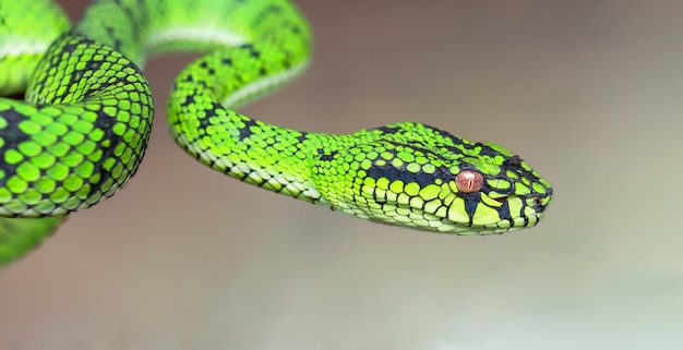 serpente vipera verde in primo piano