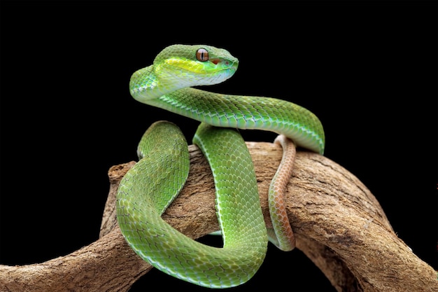 serpente vipera verde, serpente velenoso e velenoso, trimeresurus albolabris