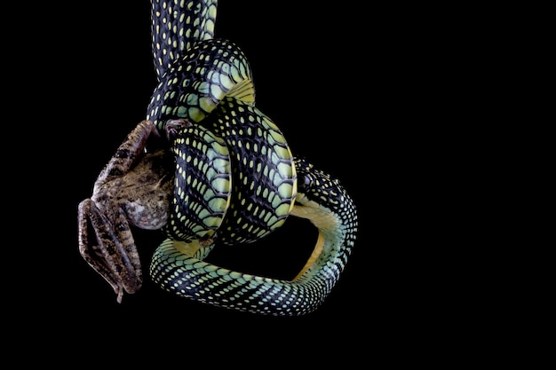 Serpente volante che mangia una raganella su sfondo nero