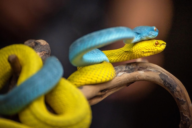 Serpenti di vipera gialla e blu in primo piano