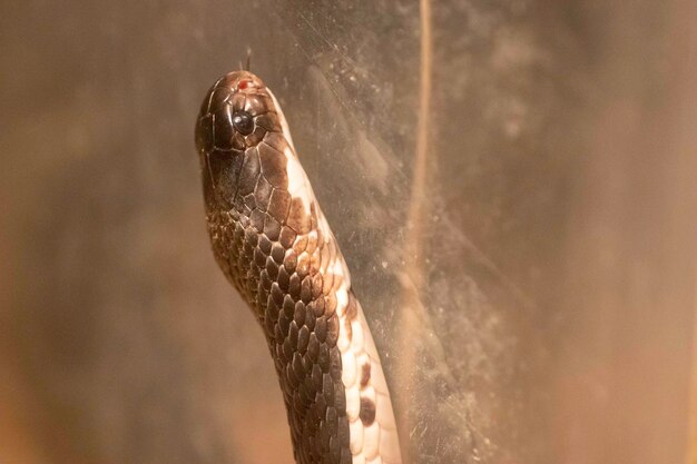 serpenti velenosi pericolosi ma belli rinchiusi in recinti di vetro