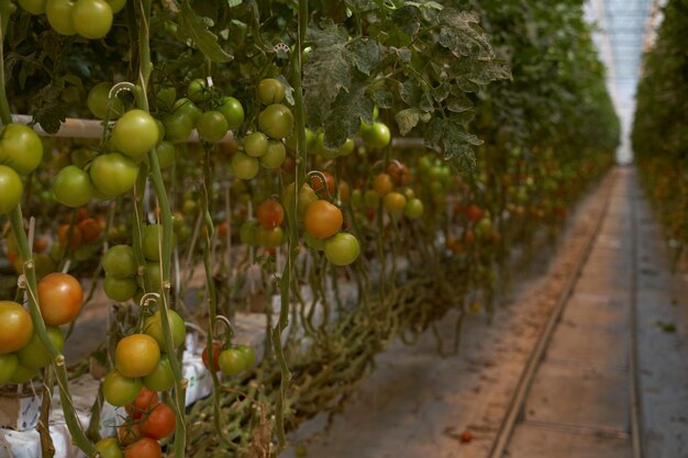 Serra con germogli e frutti di pomodoro