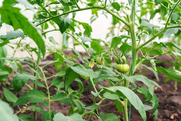 Serra con giovani piante di pomodoro Piccola impresa in serra Piccola impresa da casa Coltivare pomodori a casa in una serra Il concetto di cibo biologico cibo sano e preferito Hobby