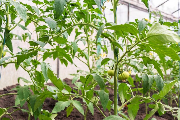 Serra con giovani piante di pomodoro Piccola impresa in serra Piccola impresa da casa Coltivare pomodori a casa in una serra Il concetto di cibo biologico cibo sano e preferito Hobby