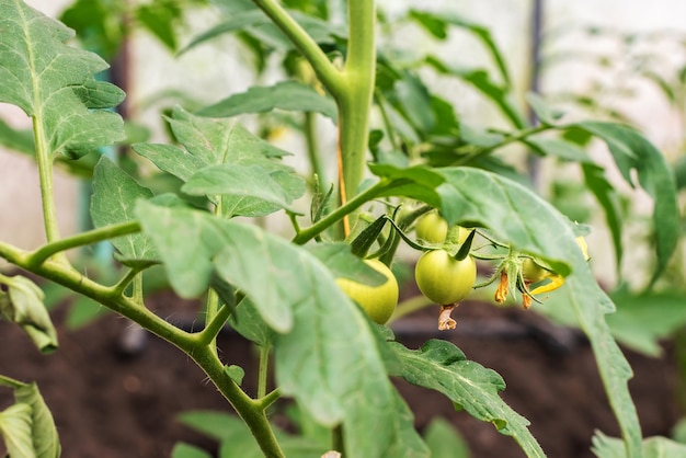 Serra con giovani piante di pomodoro Piccola impresa in serra Piccola impresa da casa Coltivare pomodori a casa in una serra Il concetto di cibo biologico cibo sano e preferito Hobby