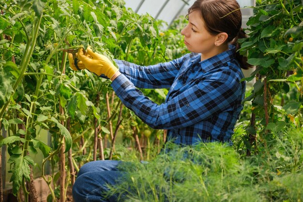 Serra da giardinaggio per donna. L'agricoltore biologico si prende cura delle piantine verdi in giardino. Rifilare i pomodori