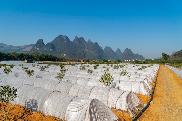 Serra di coltivazione della piantina della piantagione agricola