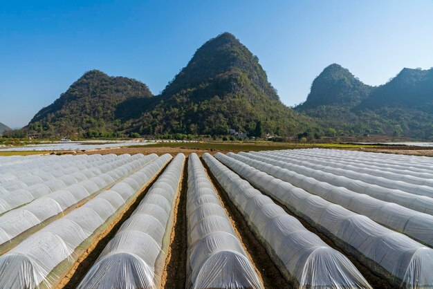 Serra di coltivazione della piantina della piantagione agricola