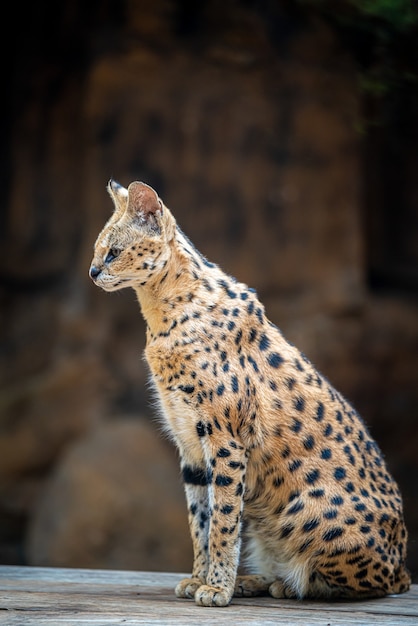 Serval gatto selvatico