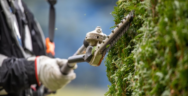 Servizi di giardiniere Taglio di siepi La lama di un tagliabordi a benzina taglia un cespuglio di thuja in primo piano