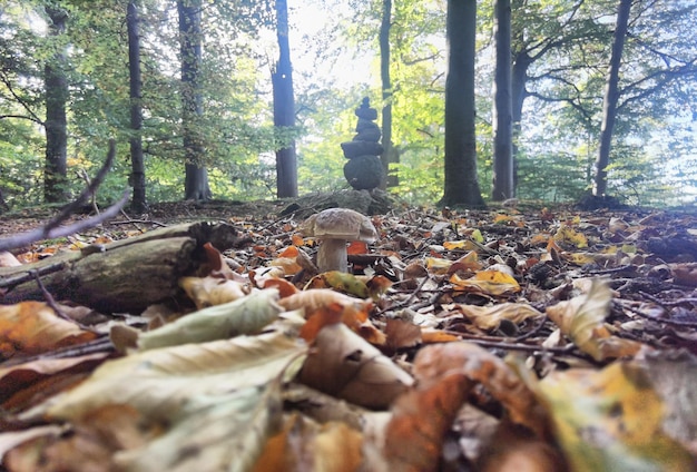 Servizi fotografici autunnali nel nord della Germania